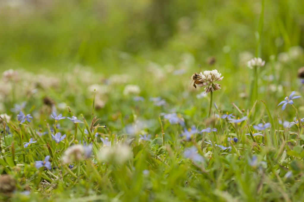 Bee pollinating a flower in a field.