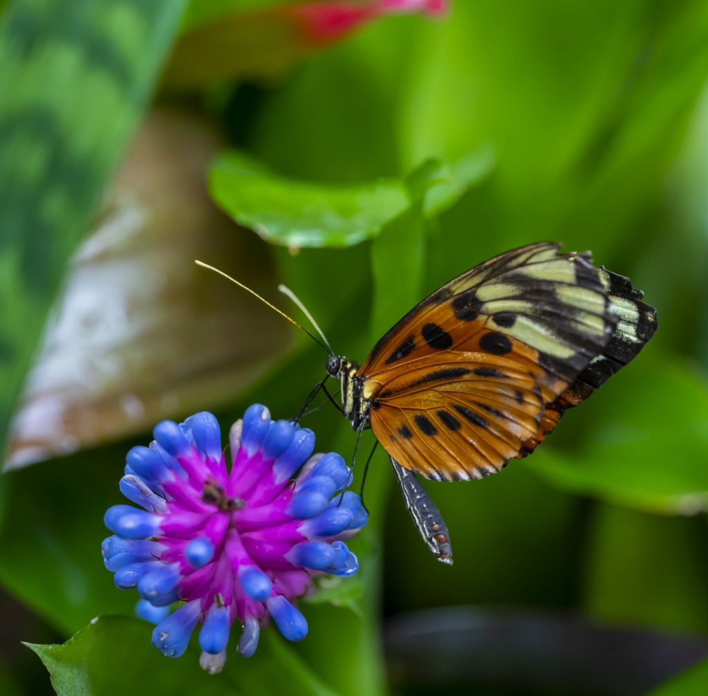 Butterfly drinking nectar from a flower.