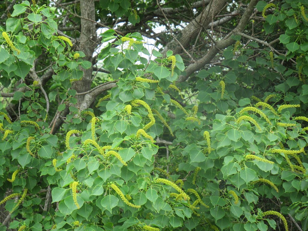 Photograph of a tallow tree in flower.