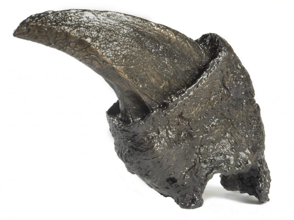 Bronze cast of a giant ground sloth claw.