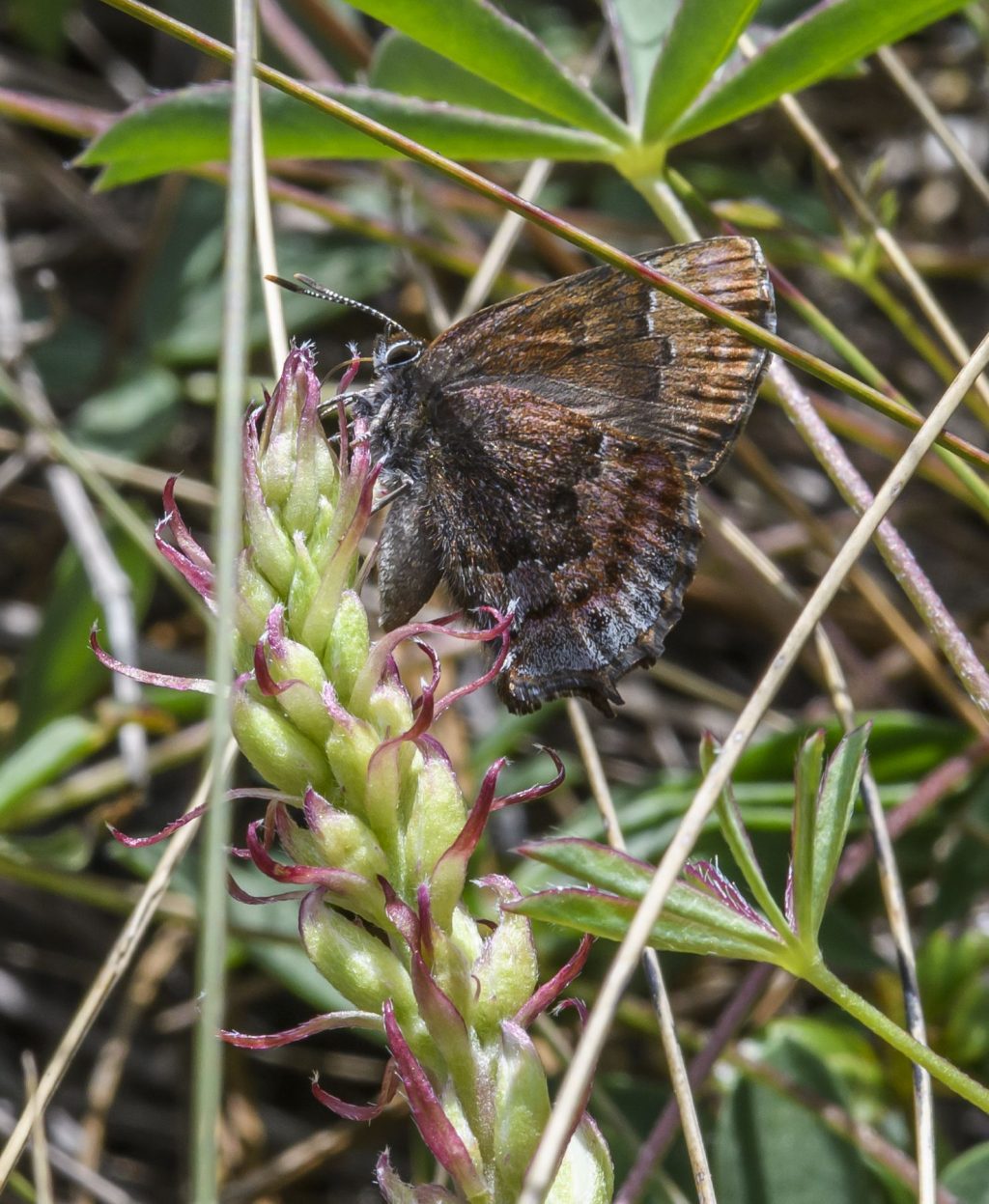 small brown butterfly on green and red plant