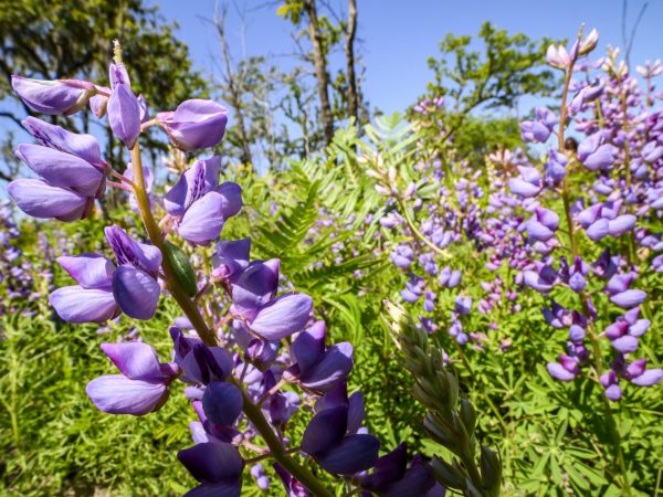Caterpillar crawling on a blue lupine on a clear, sunny day.