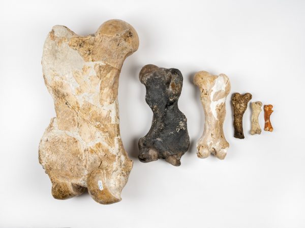 Photograph of sloth fossils from multiple species aligned next to each other to show the difference in size.