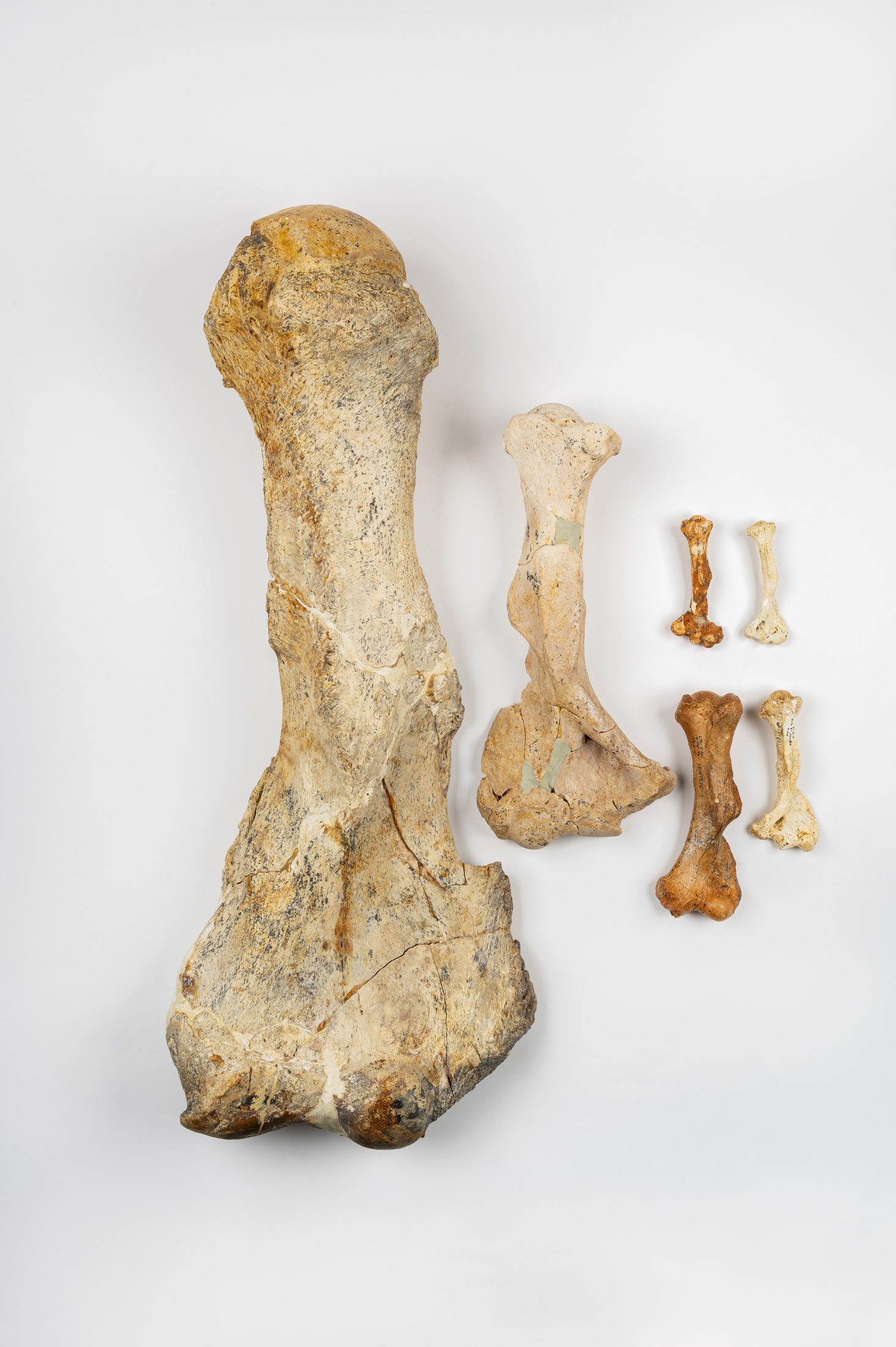 testPhotograph of sloth fossils from multiple species aligned next to each other to show the difference in size.