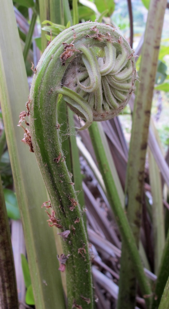 Photo of fern fiddlehead.