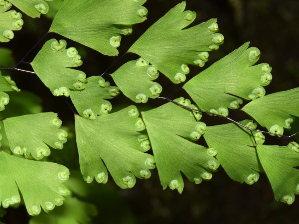 Photograph of fern leaf.