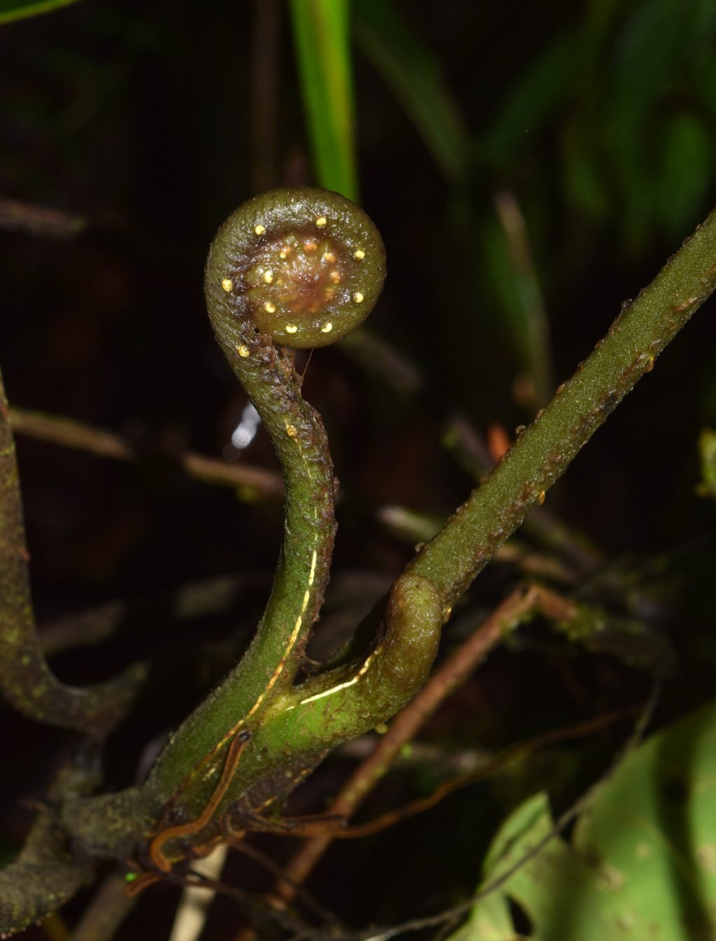 Photo of fiddlehead
