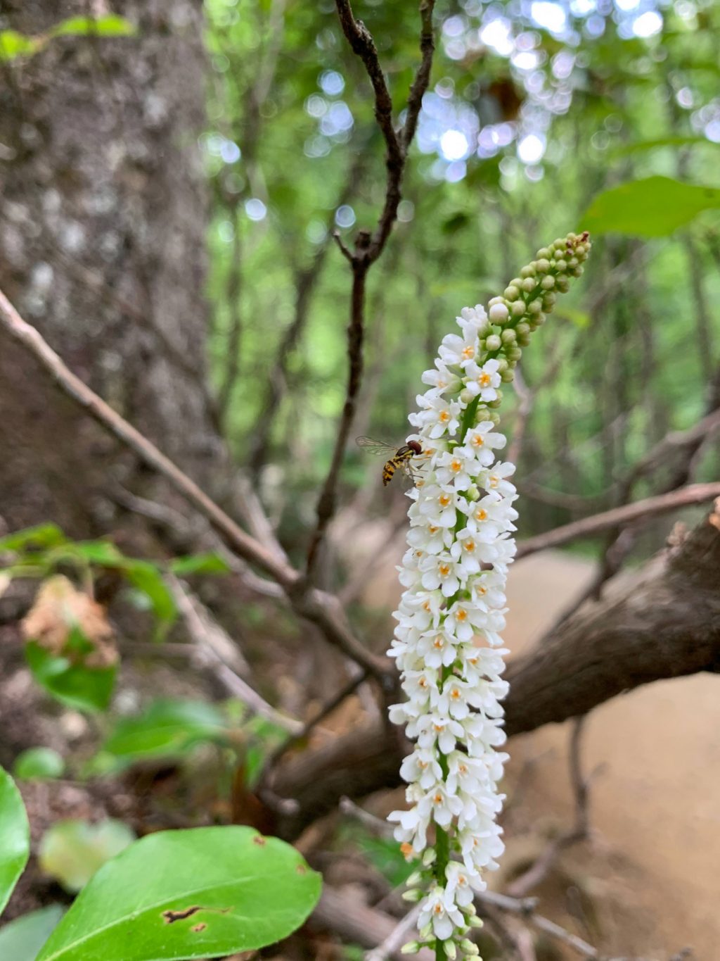 Photograph showing a spike with multiple flowers and a grateful wasp visitor.