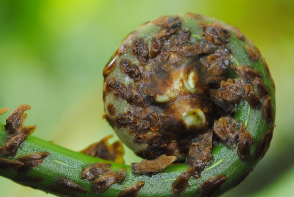 Photo of fern fiddlehead
