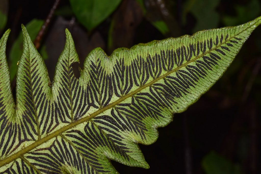 Photograph of fern leaf.