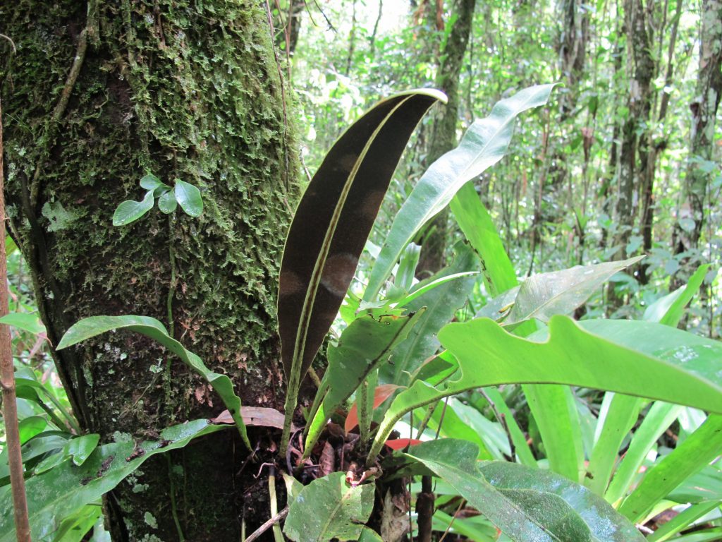 Photograph of fern growing on tree.