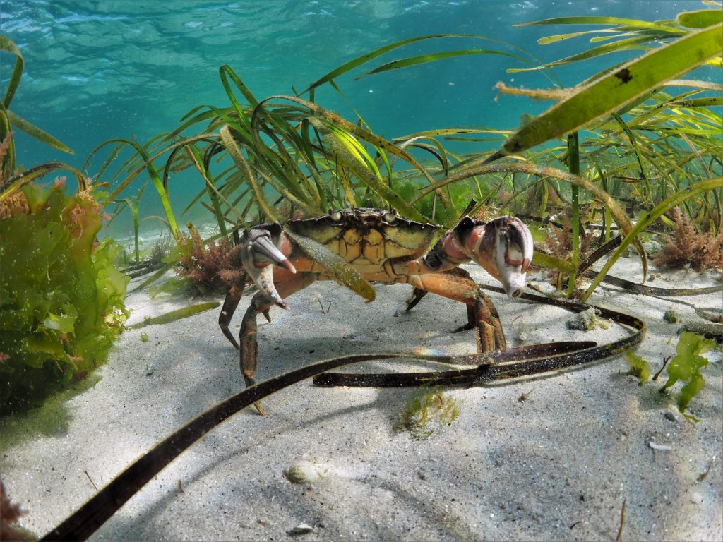 Photograph of crab standing in a clearing surrounded by seagrass.