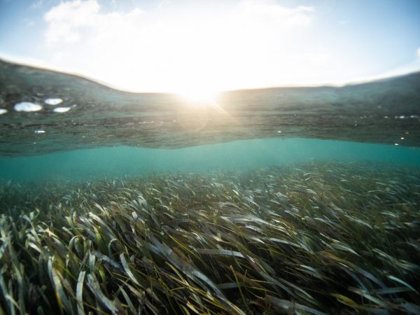 Photograph of seagrass meadow. Half of the photo is underwater and half is above. The sun is near the center of the image and casts a bright sheen on the sky and water.
