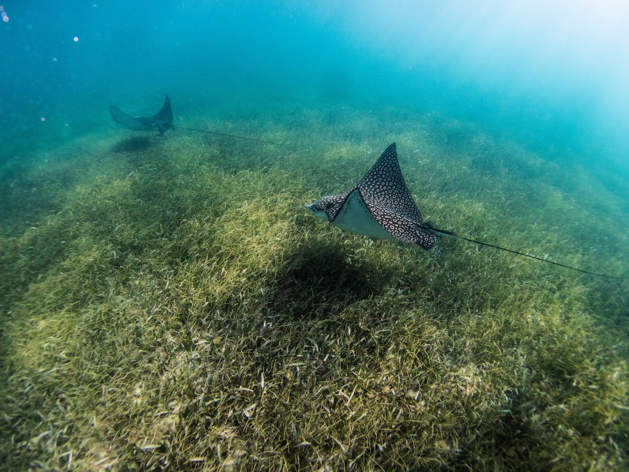 Photograph of rays swimming over a seagrass meadow.