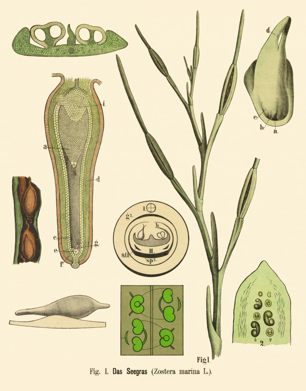 Vintage illustration of a seagrass, with cutaways showing close-up anatomical details.