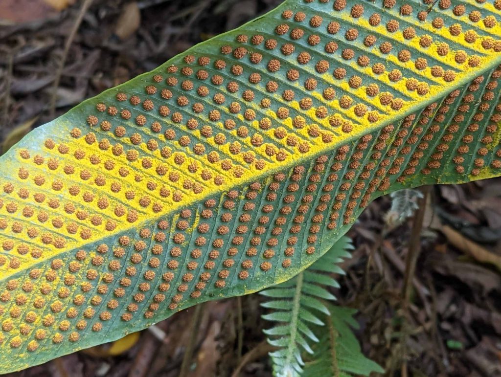 Photograph of fern leaf.