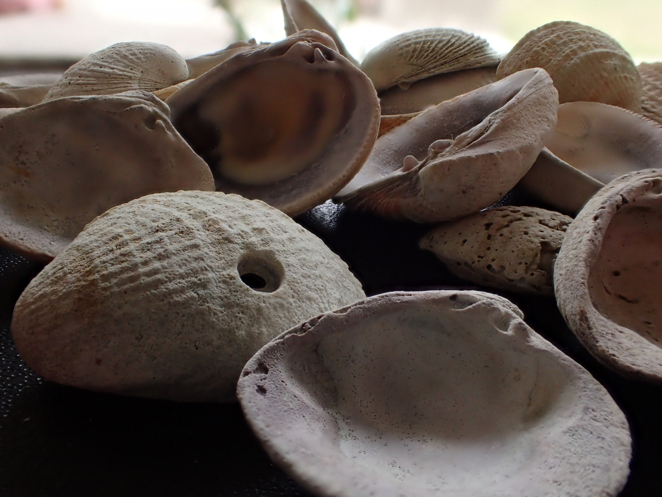 Photograph of shells on top of a table.