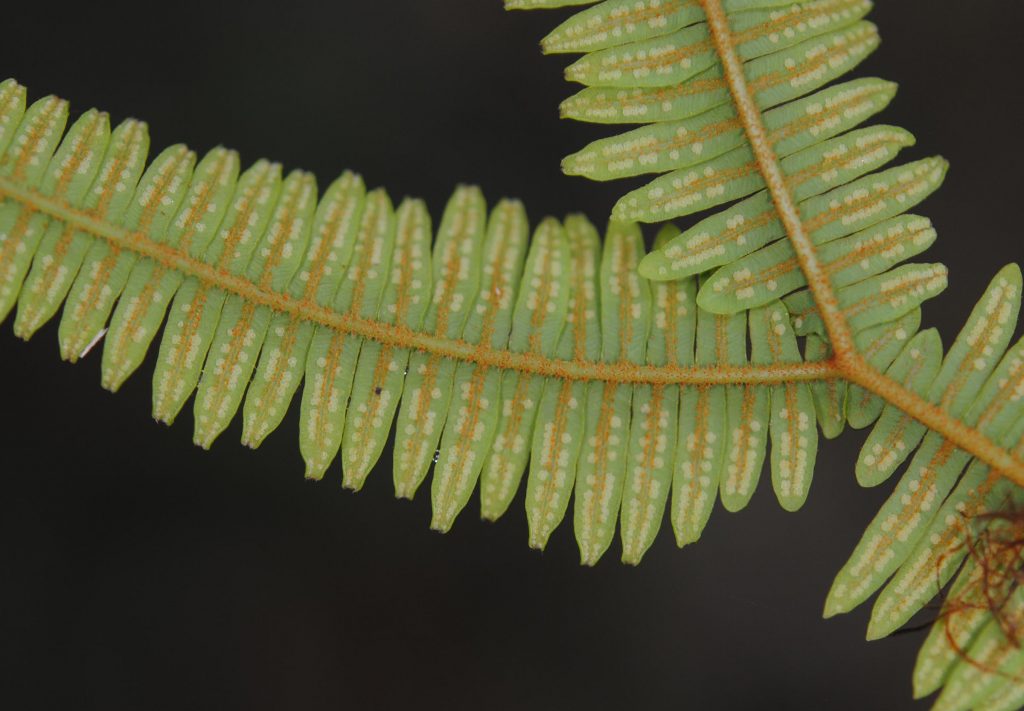 Photograph of fern leaf.
