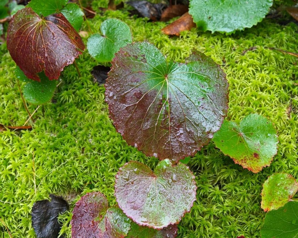 Photograph of plants covered in moisture.