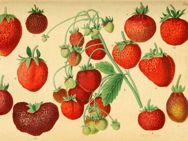 Illustration of a strawberry plant with multiple strawberries at various points in their development.