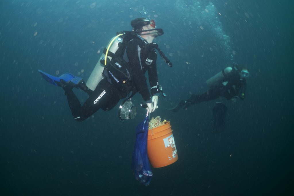 Photograph of a person scuba diving under water carrying a bright orange bucket full of coral rubble.