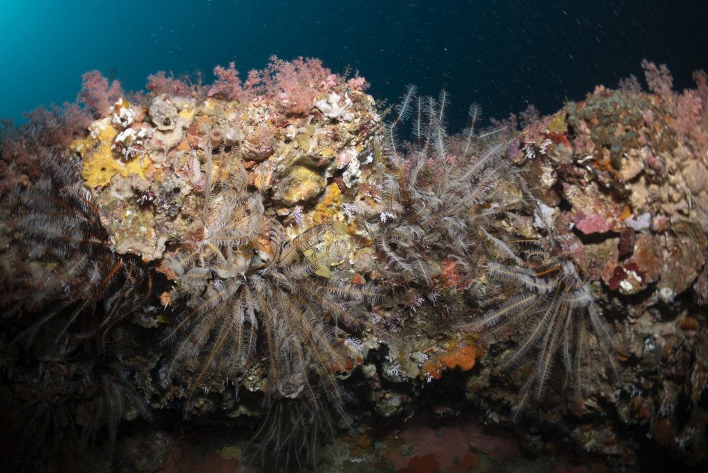 Photograph of a coral reef underwater.