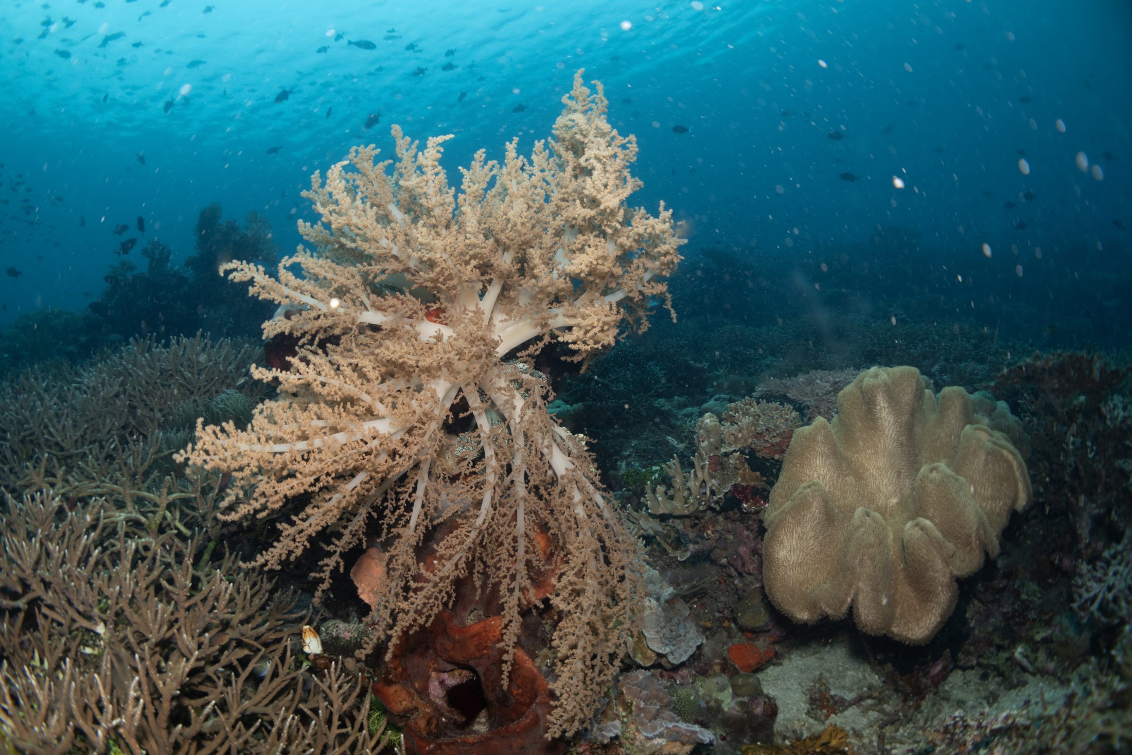 World's soft coral diversity retains signature of an ancient