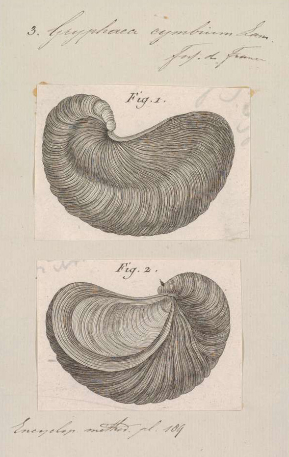 Old double panel illustration of shells.