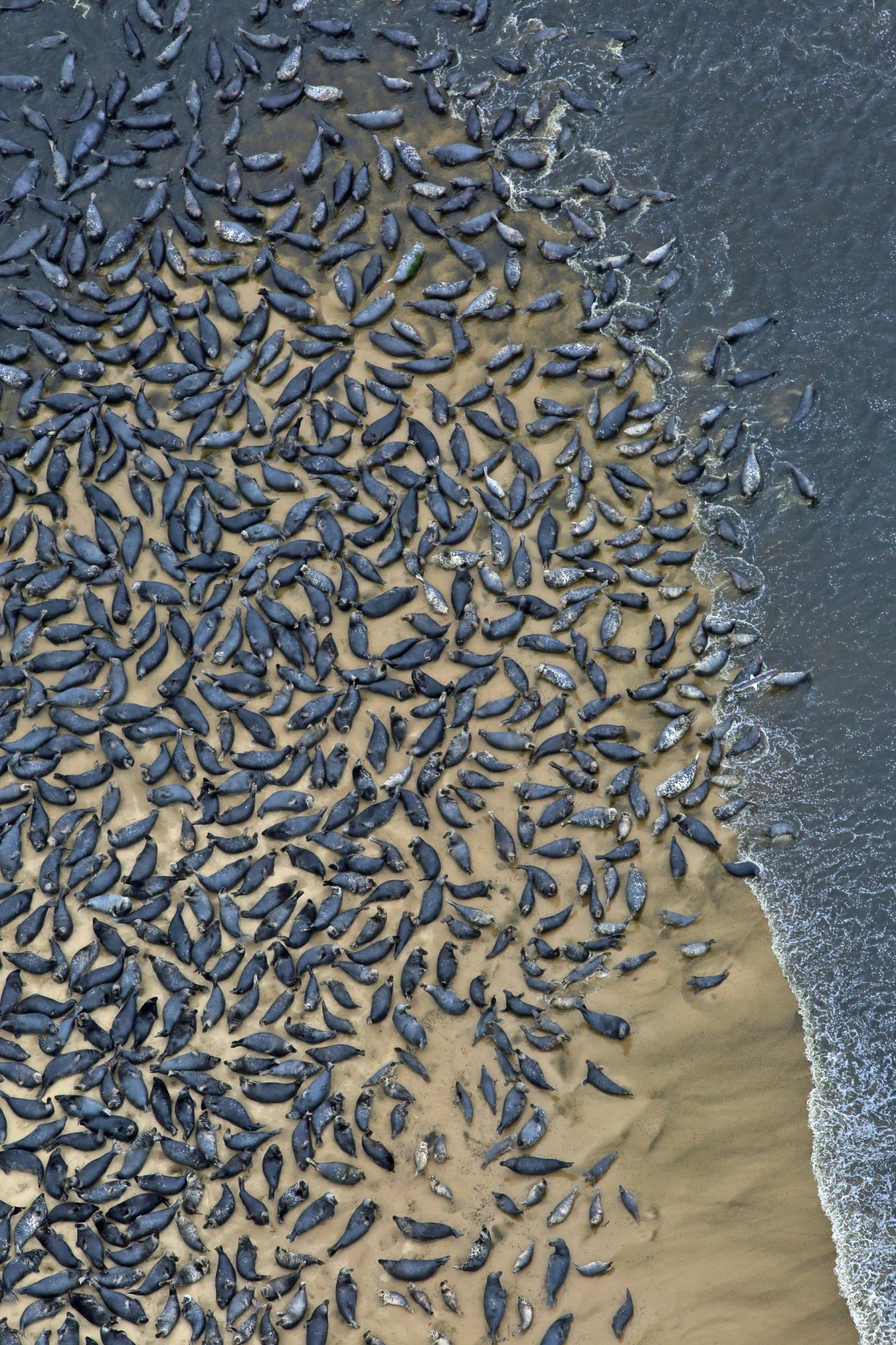 Aerial photograph of seals basking on a beach.
