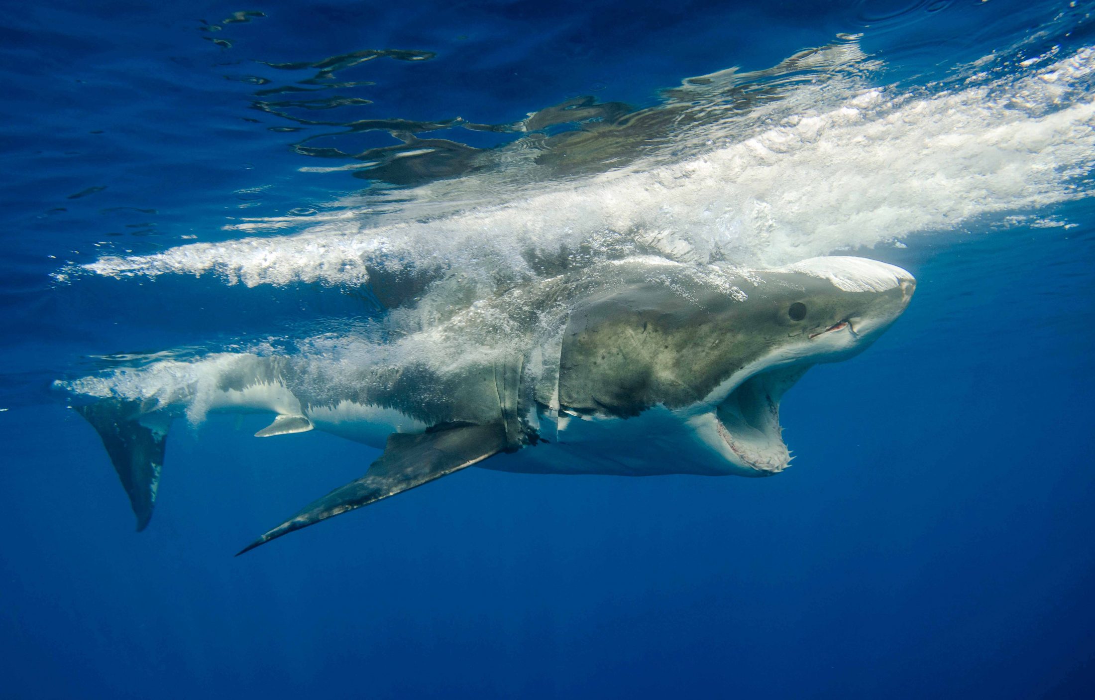 Photograph of great white shark combing the water's surface with its back while giving an ominous demonstration of how wide it can open its mouth.