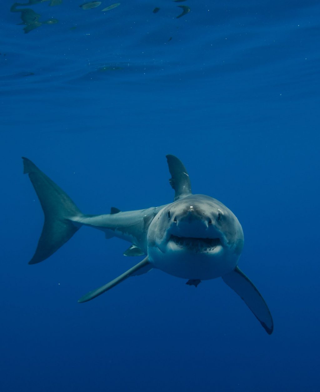 Photograph of a great white, who has noticed the camera and does not look pleased.