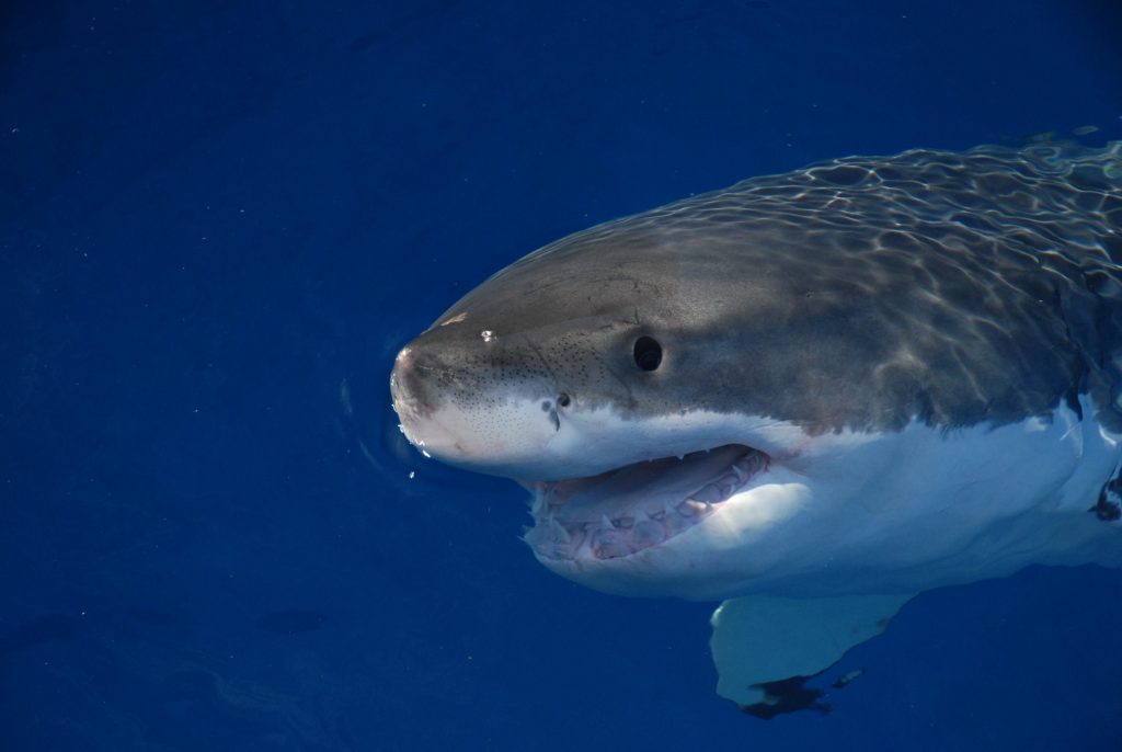 Photograph of a great white shark, who seems mildly curious but thankfully unperturbed.