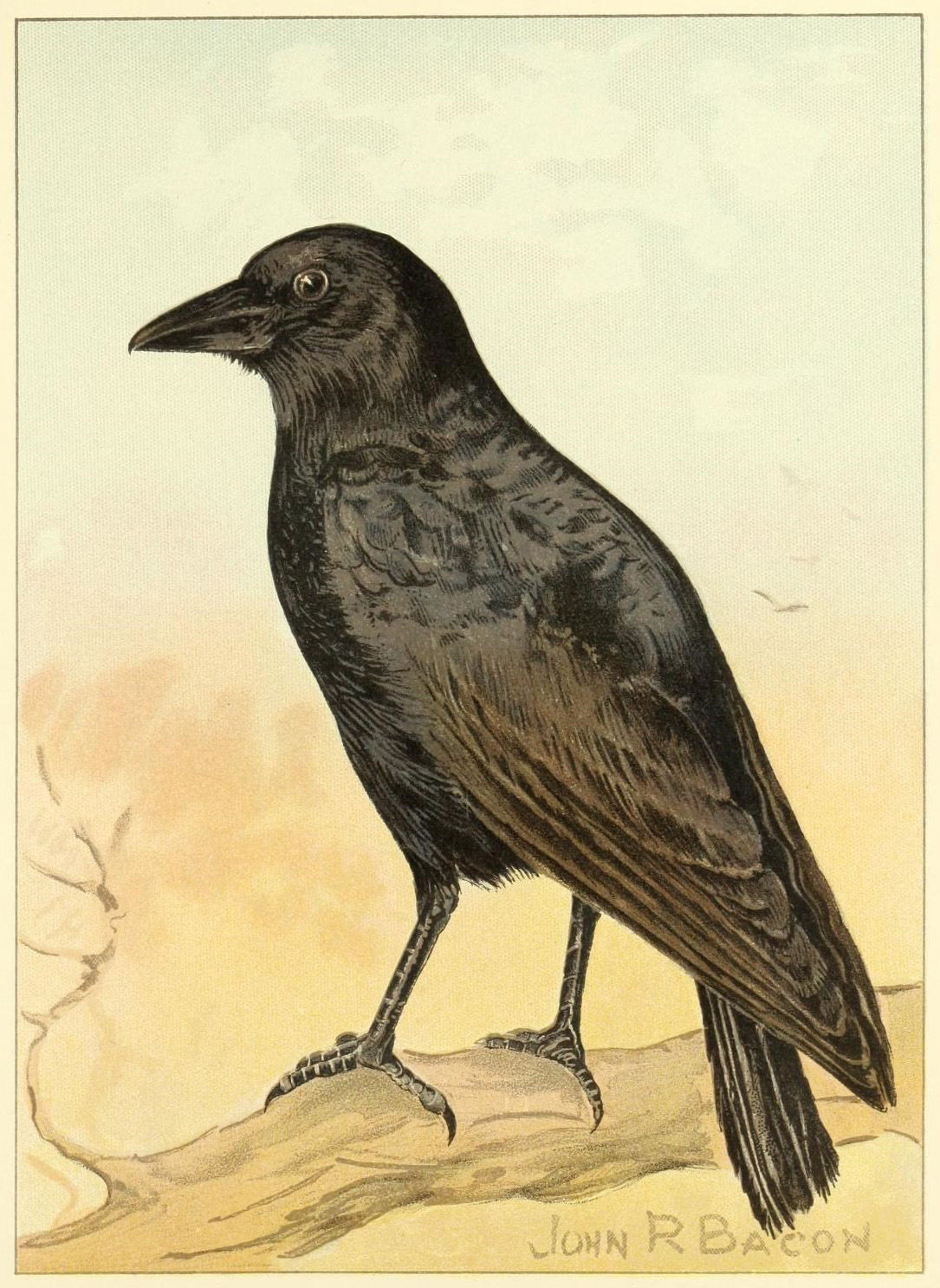 Illustration of a crow sitting on a branch. 