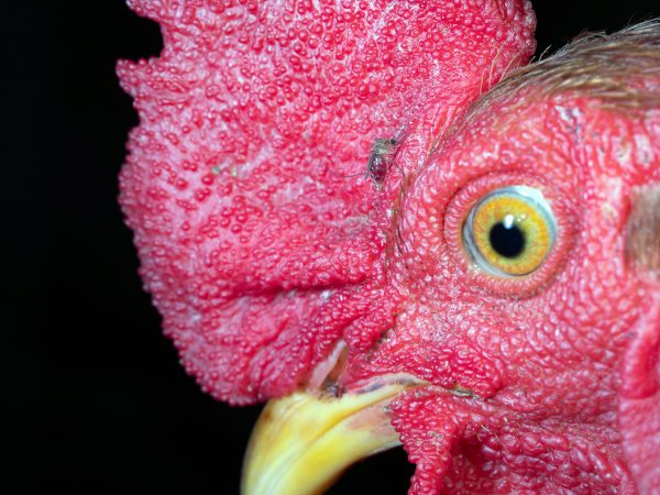 Close up photo of a chicken's head on which is perched a mosquito.