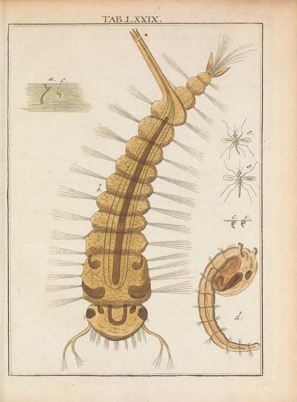Illustration of mosquito larva.