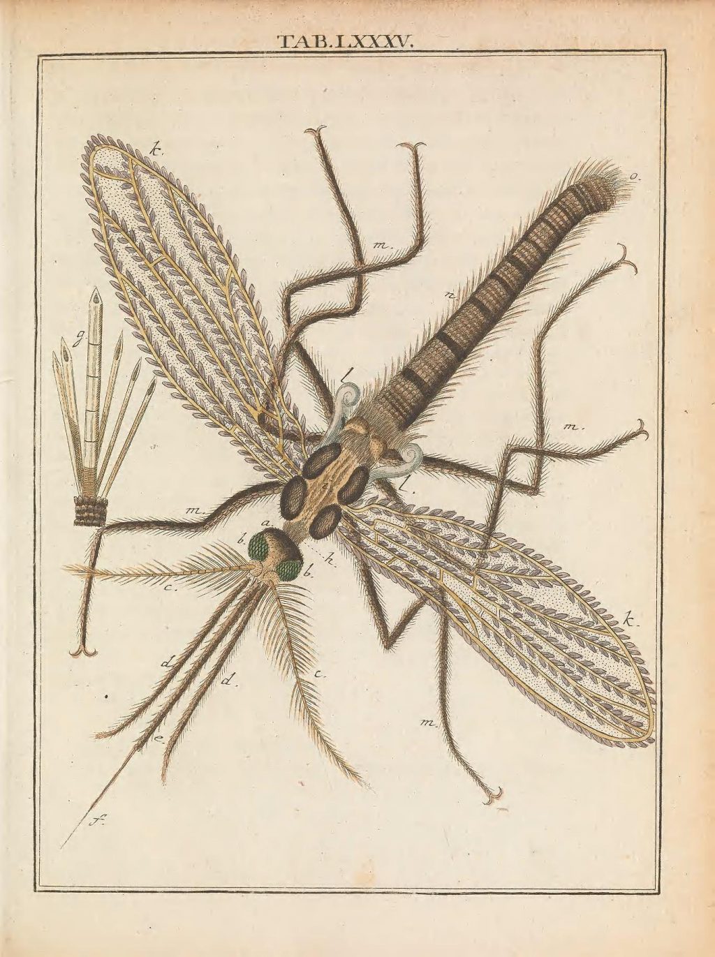 Illustration of adult mosquito.