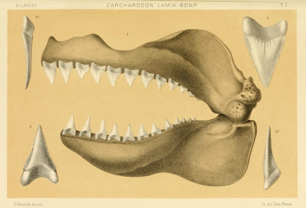 Illustration of half a shark's jaw, with blown-up teeth in the peripheral corners.