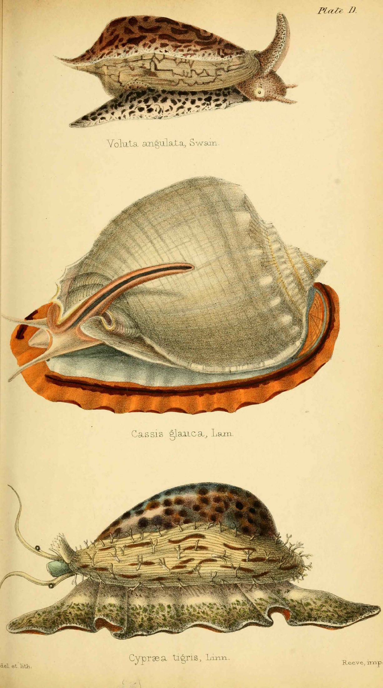 Vintage illustration featuring marine mollusks.