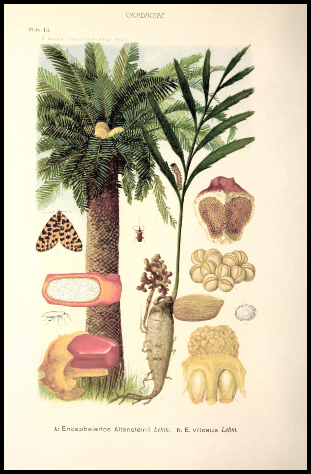Illustration of cycad.