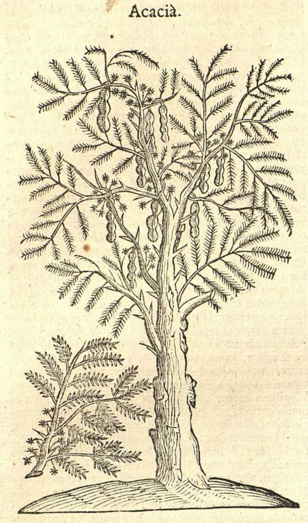 Illustration of plant