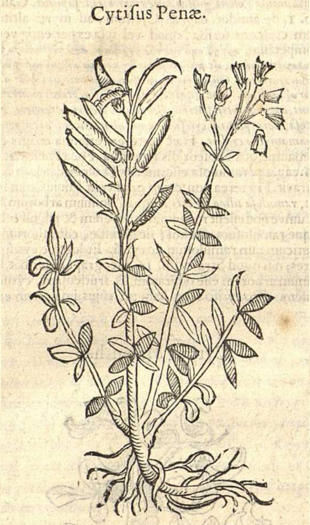 Illustration of plant