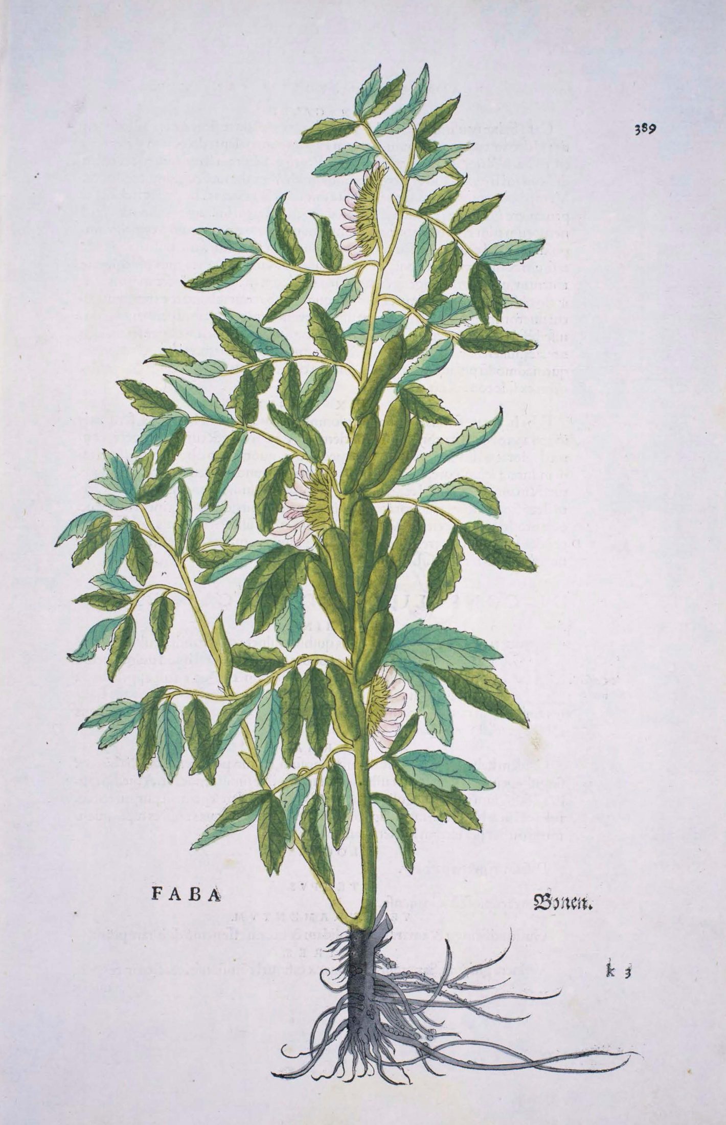 Illustration of bean plant.