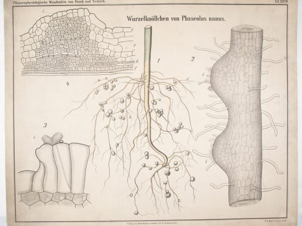 Illustration of roots with nodules.