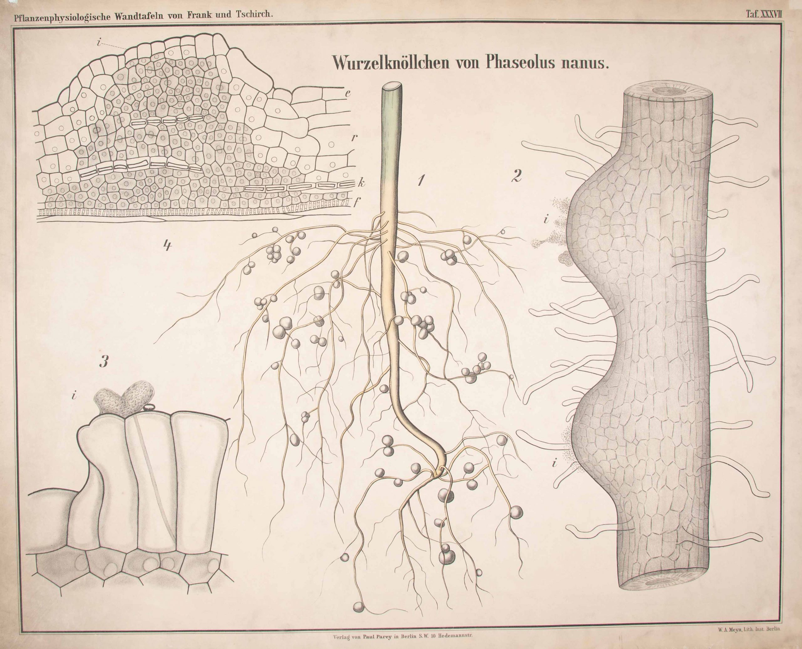 Photograph of root nodules against a black background. 