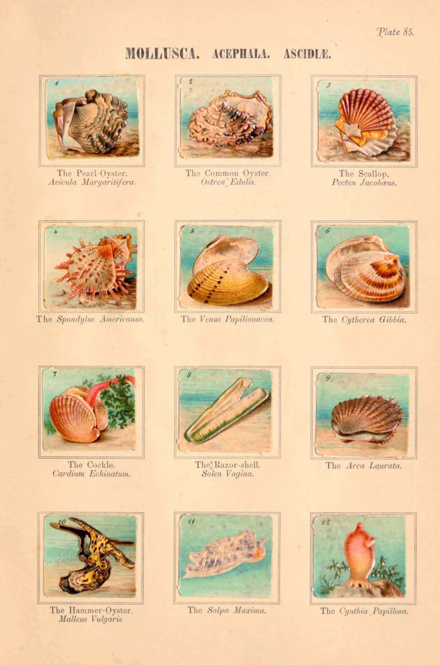 Page of 12 small illustrations from an old book on marine biology.