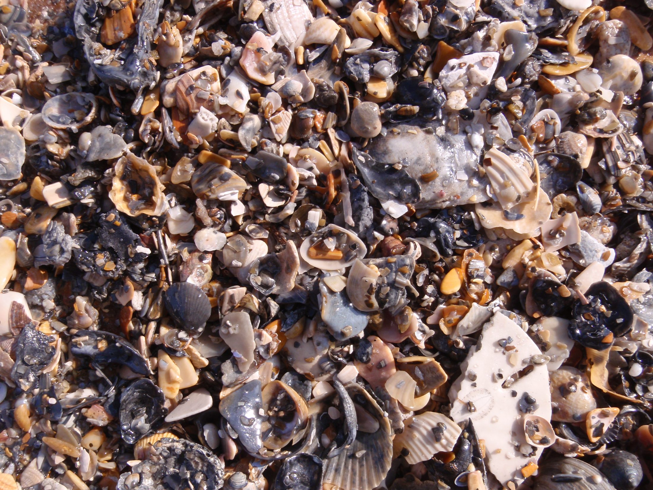 Photograph of broken seashells. 