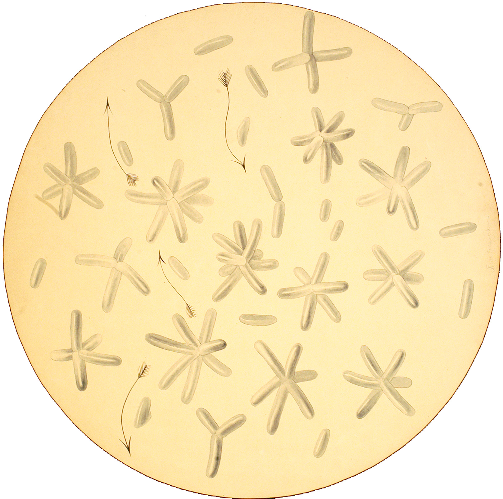 Illustration of bacteria as seen through a microscope ocular. 