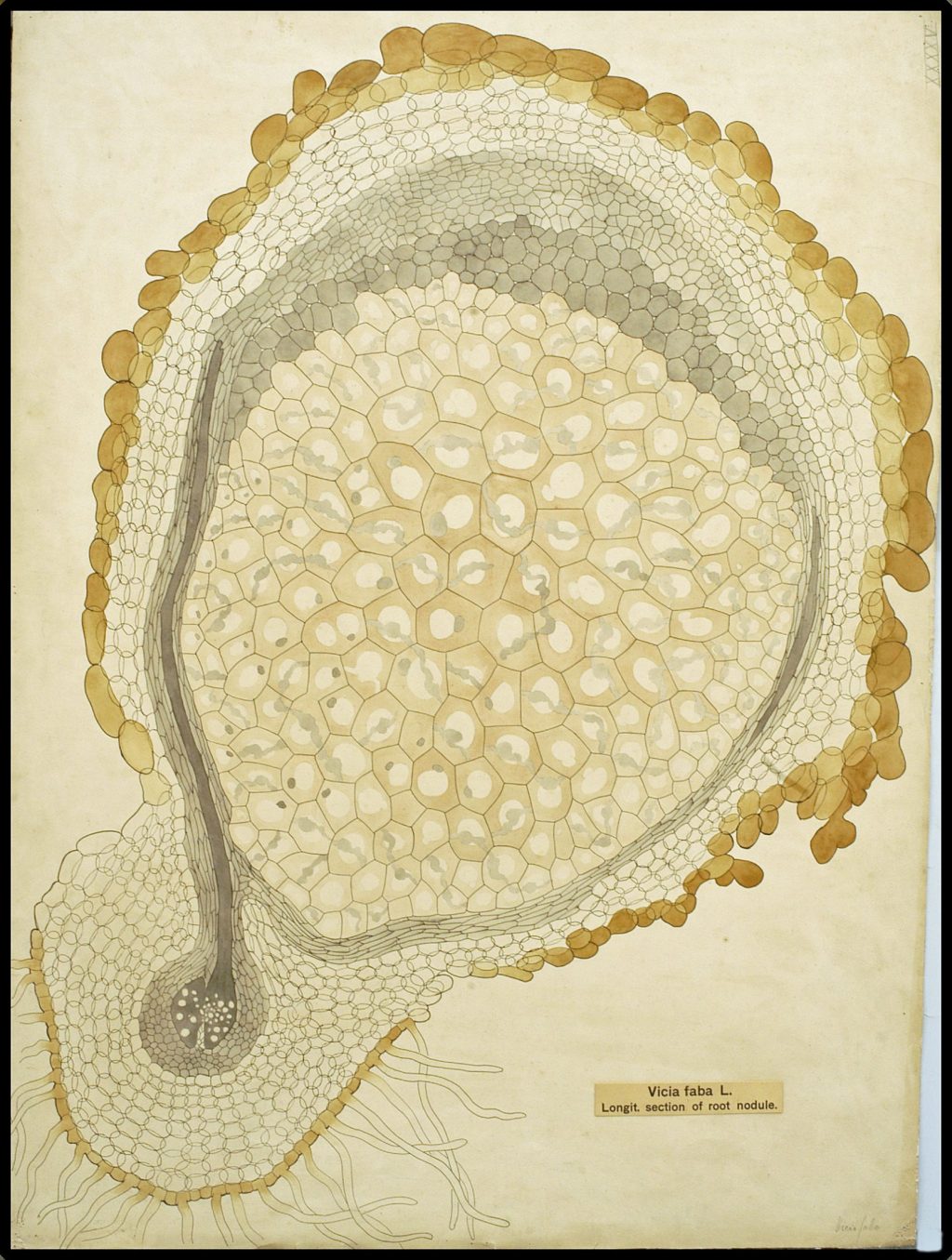 Illustration of a root nodule