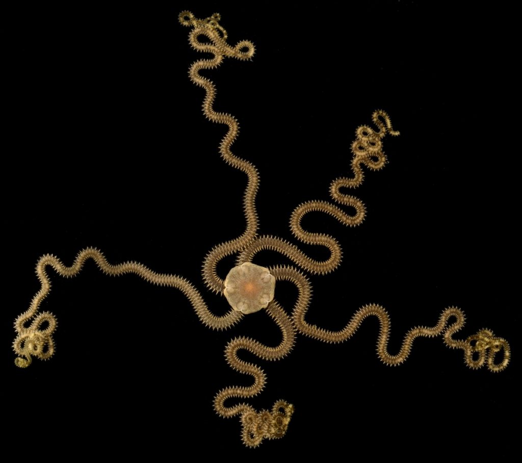 Photograph of a light brown brittle star with a central disk and five very curly arms radiating out from it.