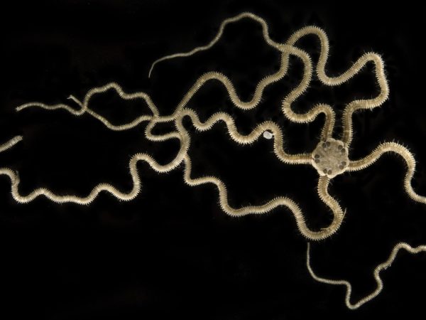 Photograph of a light colored brittle star with a central disk and five long, curly arms radiating out from it.